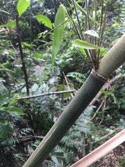 Merostachys