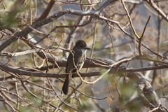 Myiarchus cinerascens