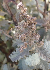 Buddleja glomerata