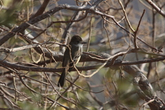 Myiarchus cinerascens