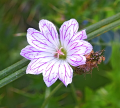Geranium versicolor