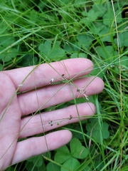 Carex trisperma