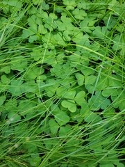 Carex trisperma
