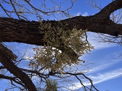 Phoradendron leucarpum