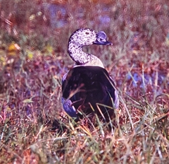 Sarkidiornis melanotos