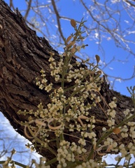 Phoradendron leucarpum