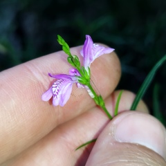 Dianthera lindeniana