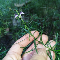 Dianthera lindeniana