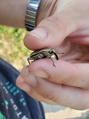 Sphenophorus aequalis