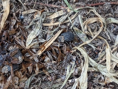 Trogidae