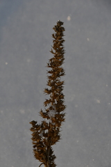 Amaranthus retroflexus