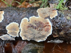 Stereum sanguinolentum