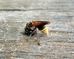 Brachygastra lecheguana