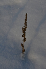 Amaranthus retroflexus