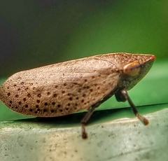 Plinia punctipennis