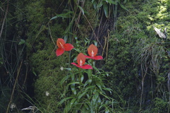 Disa uniflora