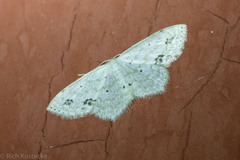 Scopula phyxelis