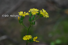 Youngia japonica