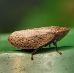 Plinia punctipennis