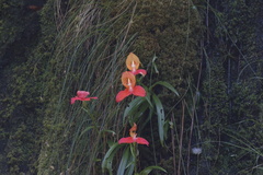 Disa uniflora