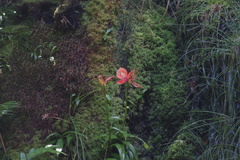 Disa uniflora