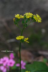Youngia japonica