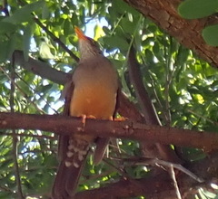 Turdus olivaceus olivaceus