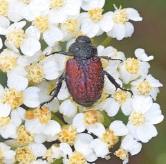 Blitopertha lineolata