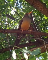 Turdus olivaceus olivaceus