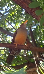 Turdus olivaceus olivaceus