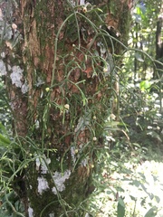 Rhipsalis