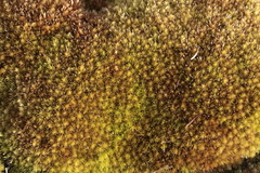 Nyholmiella obtusifolia