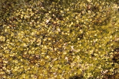 Nyholmiella obtusifolia