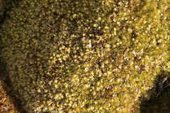 Nyholmiella obtusifolia