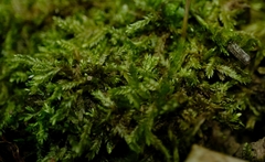 Catagonium nitens nitens