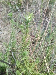 Baccharis coridifolia