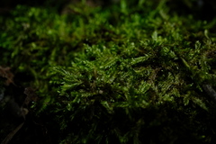 Catagonium nitens nitens