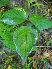 Phylloplecta tripunctata