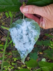 Phylloplecta tripunctata