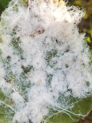 Phylloplecta tripunctata