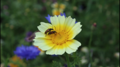 Pseudovadonia livida