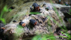 Oiceoptoma thoracicum