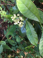Psychotria carthagenensis
