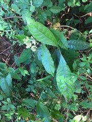 Psychotria carthagenensis
