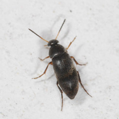 Anaspis