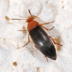 Anaspis thoracica