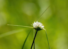 Cyperus ascocapensis