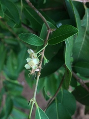 Myrtaceae