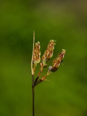 Bulbostylis capillaris