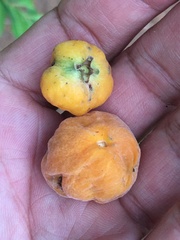 Myrtaceae
